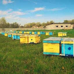01_Pasika21_Ukrainian_Honey_Apiary_5.jpeg