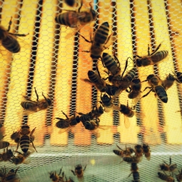 03_Pasika21_Ukrainian_Honey_Bees_4.jpeg