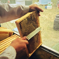 02_Pasika21_Ukrainian_Honey_Beekeeping_5.jpeg