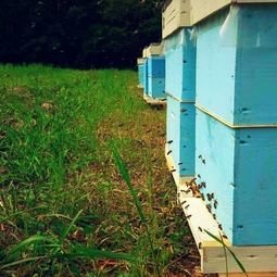 09_Pasika21_Ukrainian_Honey_Bees_1.jpeg