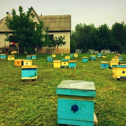 10_Pasika21_Ukrainian_Honey_Apiary_1.jpeg