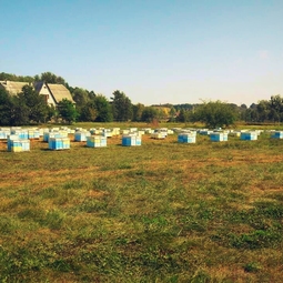 12_Pasika21_Ukrainian_Honey_Apiary_6.jpeg