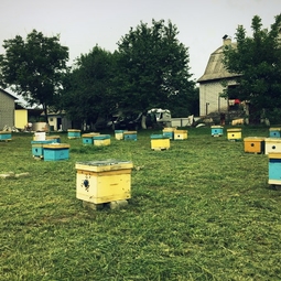 17_Pasika21_Ukrainian_Honey_Apiary_7.jpeg