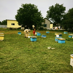 19_Pasika21_Ukrainian_Honey_Beekeeping_6.jpeg