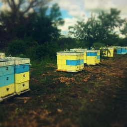 21_Pasika21_Ukrainian_Honey_Apiary_8.jpg
