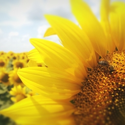 08_Pasika21_Ukrainian_Honey_Nectar_source_1.jpg