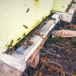 23_Pasika21_Ukrainian_Honey_Bees_5.jpg