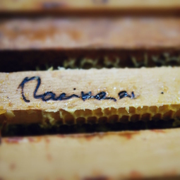 04_Pasika21_Ukrainian_Honey_Branding_1.JPG