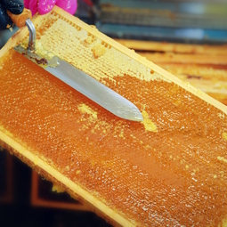 08_Pasika21_Ukrainian_Honey_2.JPG