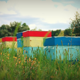 02_Pasika21_Ukrainian_Honey_Apiary_9.JPG