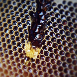 04_Pasika21_Ukrainian_Honey_5.JPG