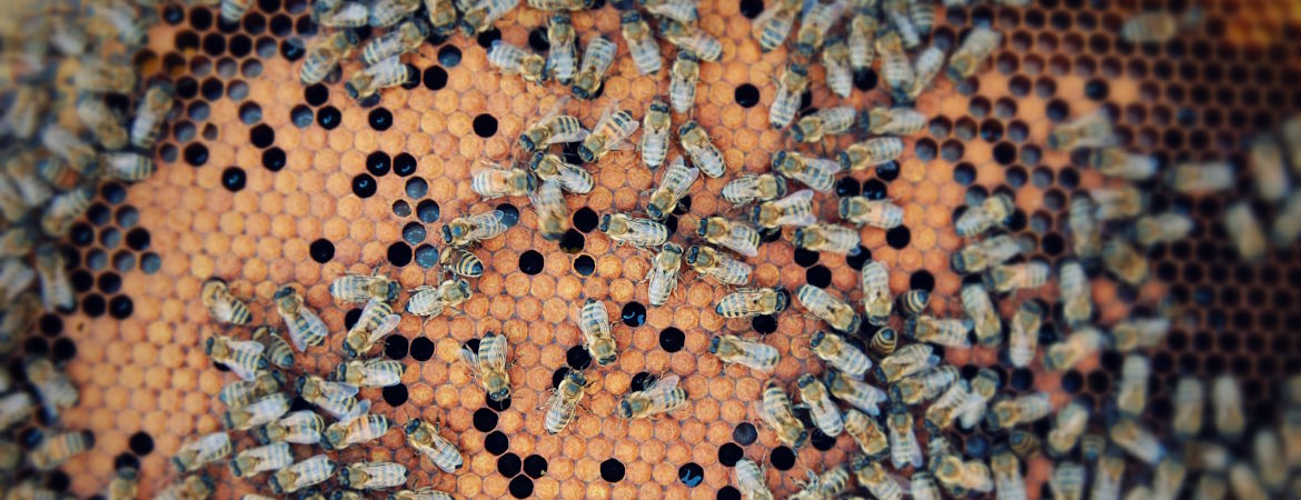 Pasika 21 bees collect real organic honey