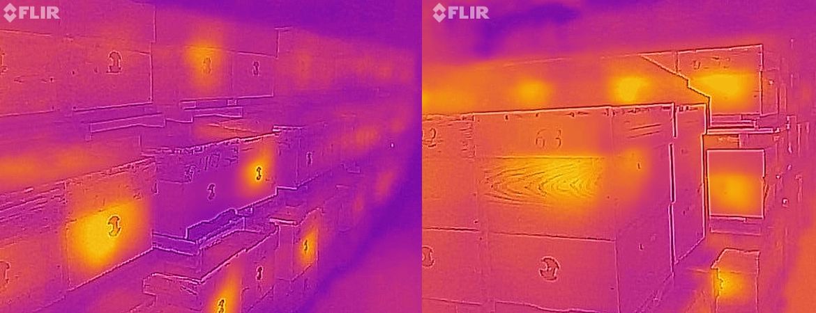 Огляд бджіл «Пасіки 21» за допомогою тепловізора