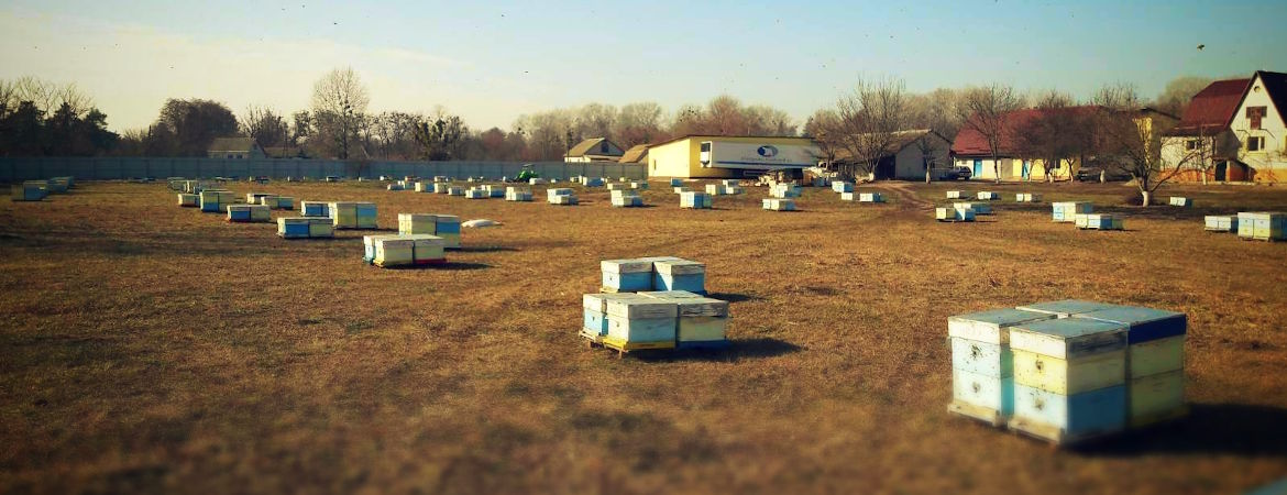 Перший обліт бджіл «Пасіки 21» після зимівлі