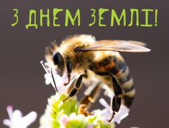 З Днем Землі, любі бджілки!