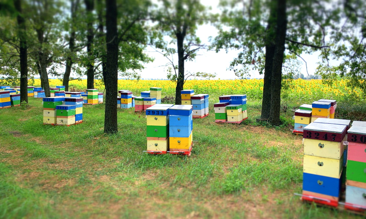 Вулики Медової ферми «Пасіка 21» біля соняшників